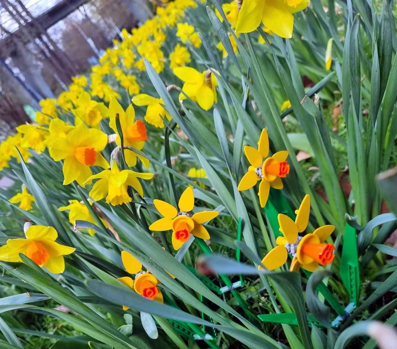 foto KOSTKOVÁNÍ MEZI NARCISY 12386