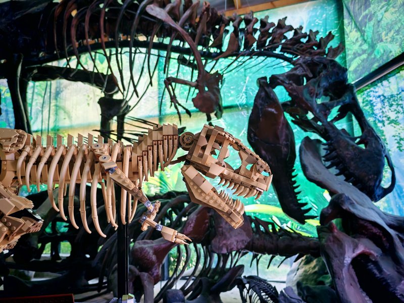 foto Kostkování mezi DINOSAURY 19263